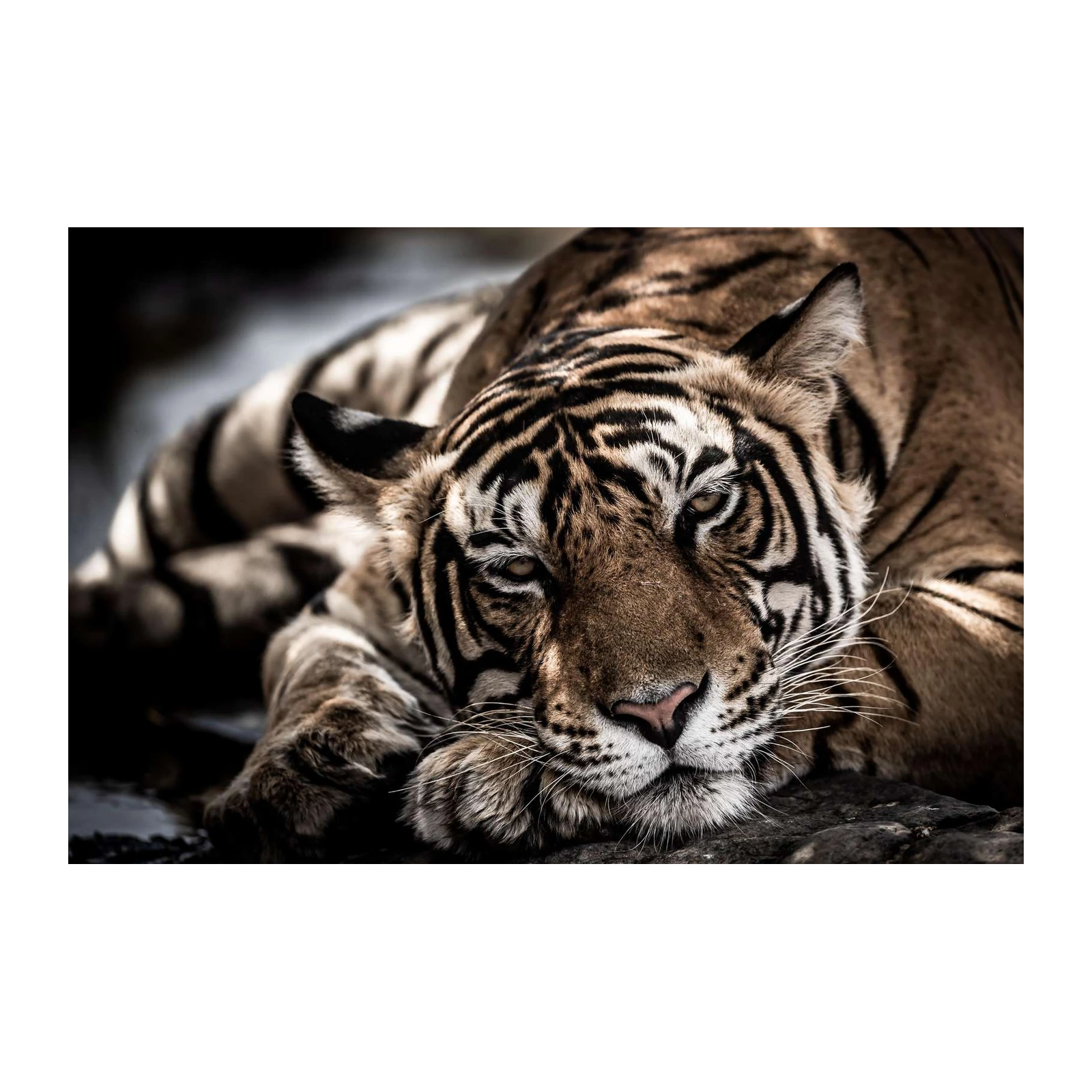 Majestic Tiger Portrait Wall Art