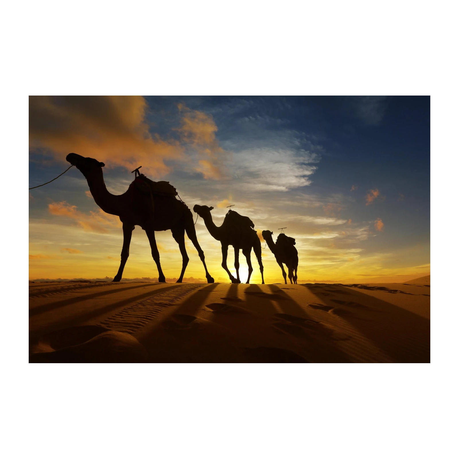 Desert Caravan Silhouette Camel Safari Wall Art