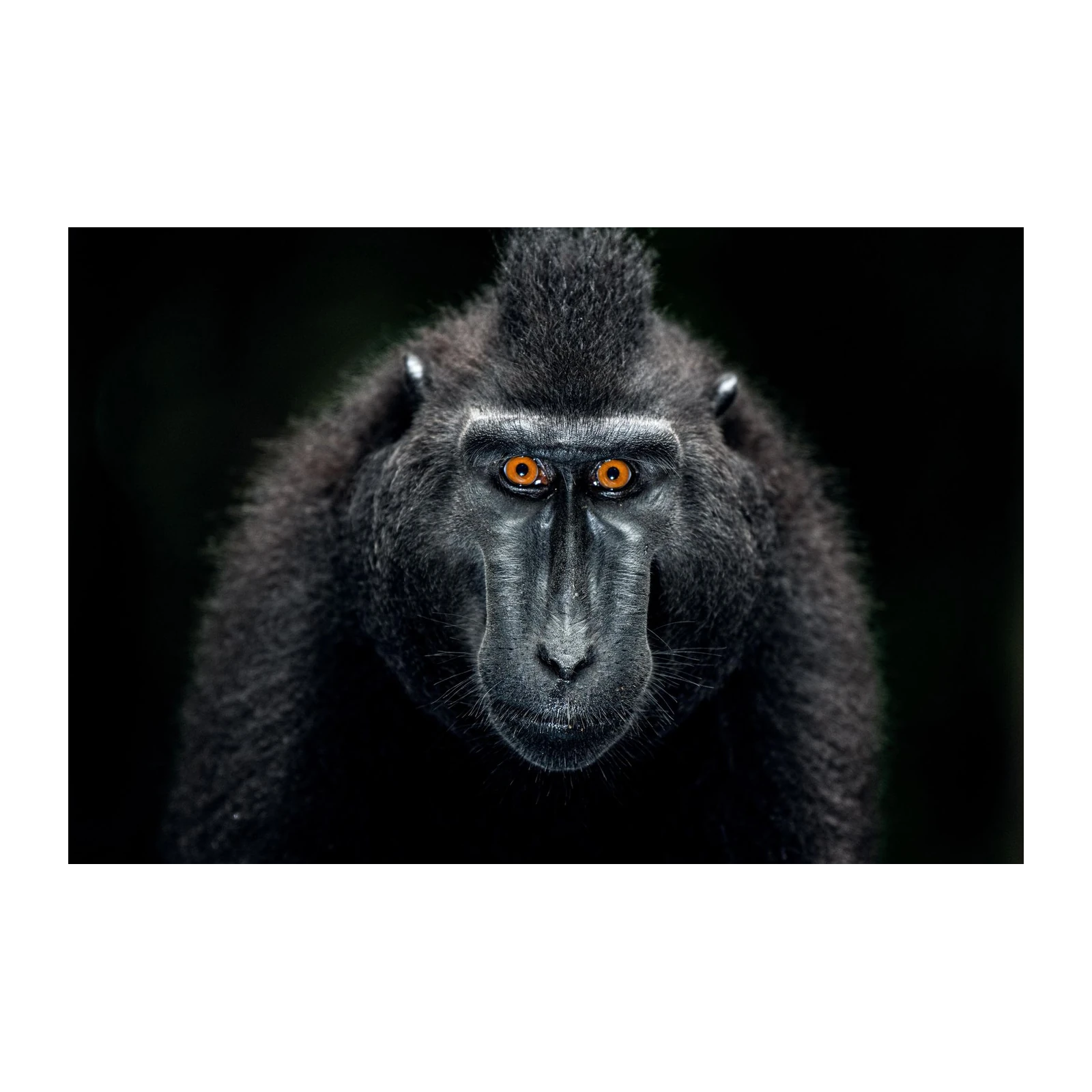 Striking Monkey Portrait Wall Art