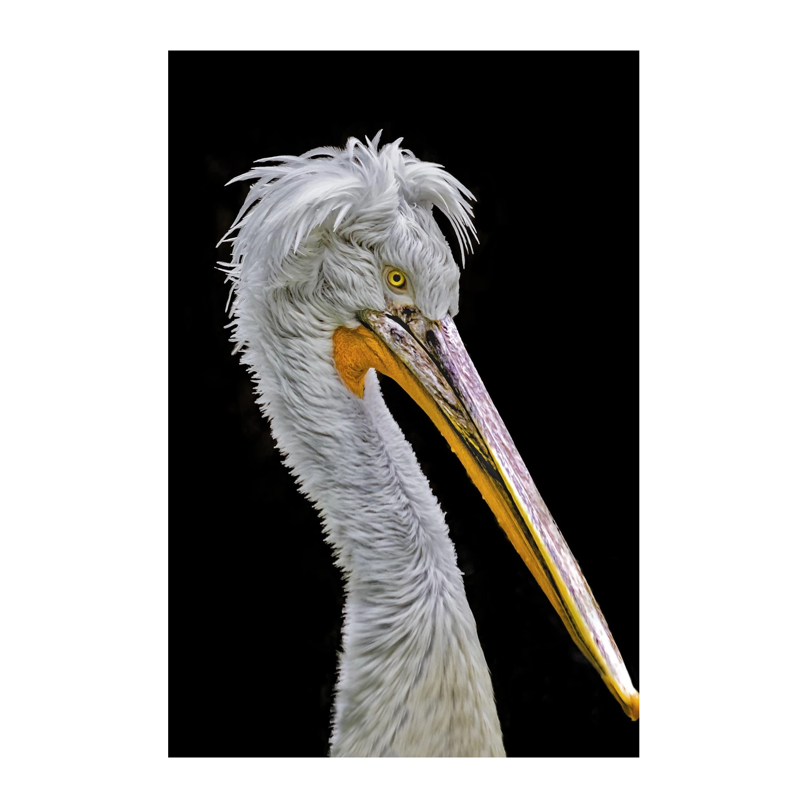 Majestic Pelican Portrait Wall Art - Wildlife Art