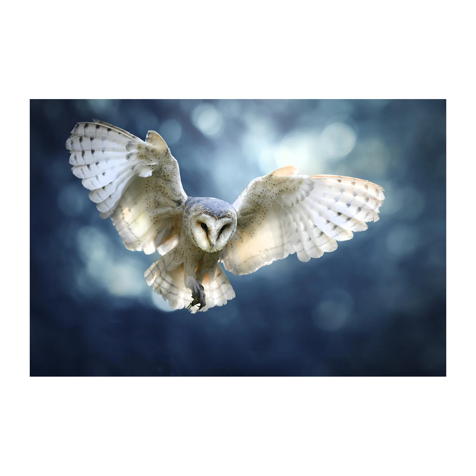 Majestic Barn Owl in Flight Wall Art