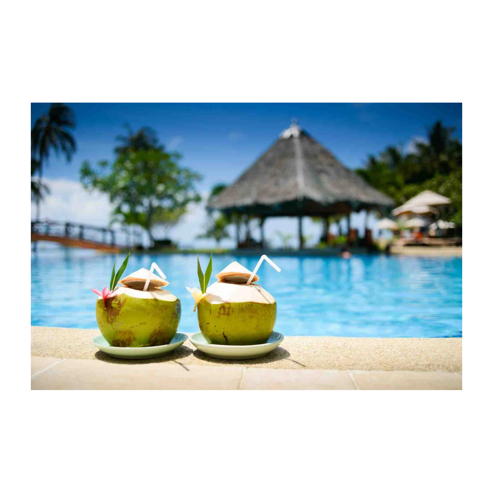 Tropical Paradise Coconut Drinks Wall Art