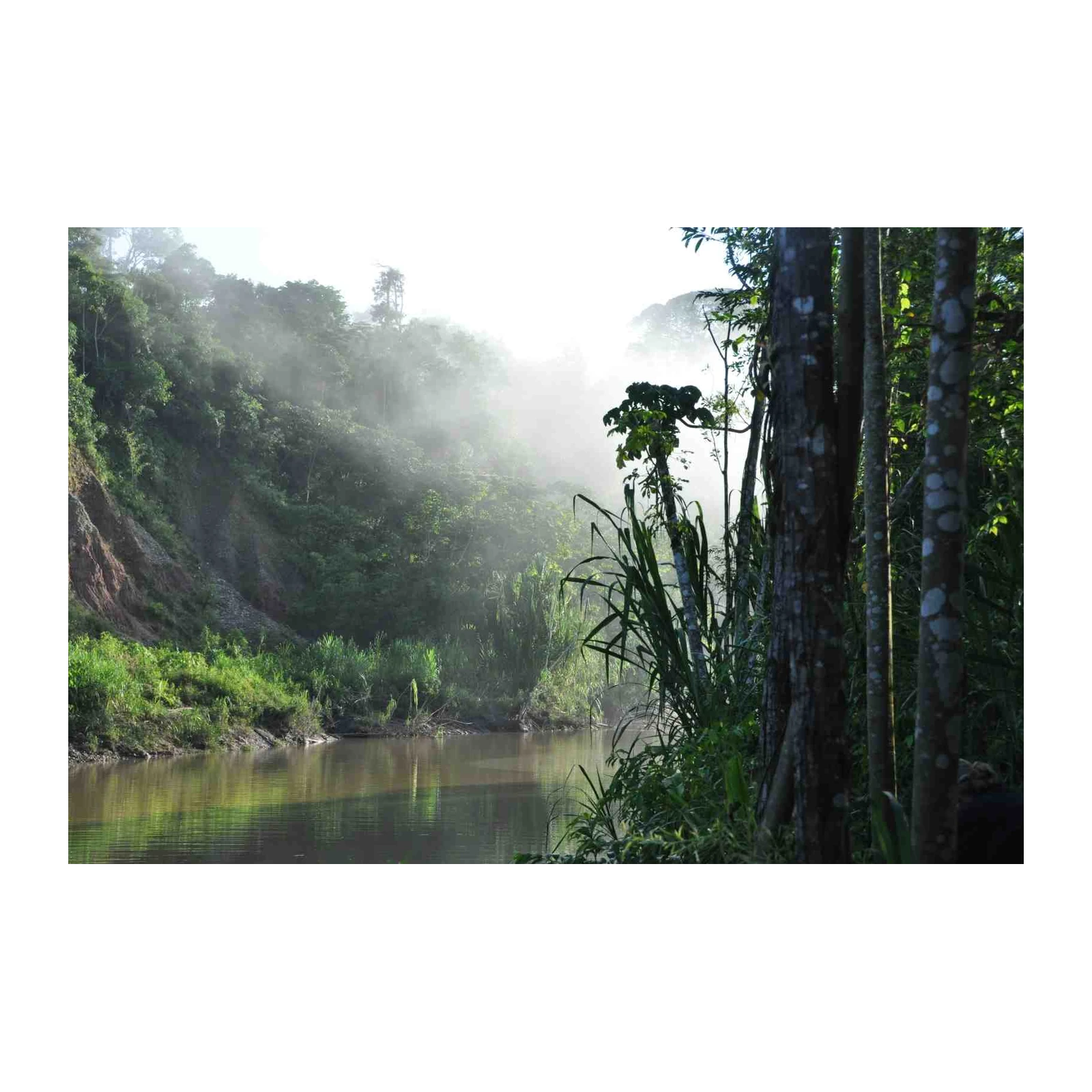 Misty Amazon River Jungle Scene Wall Art