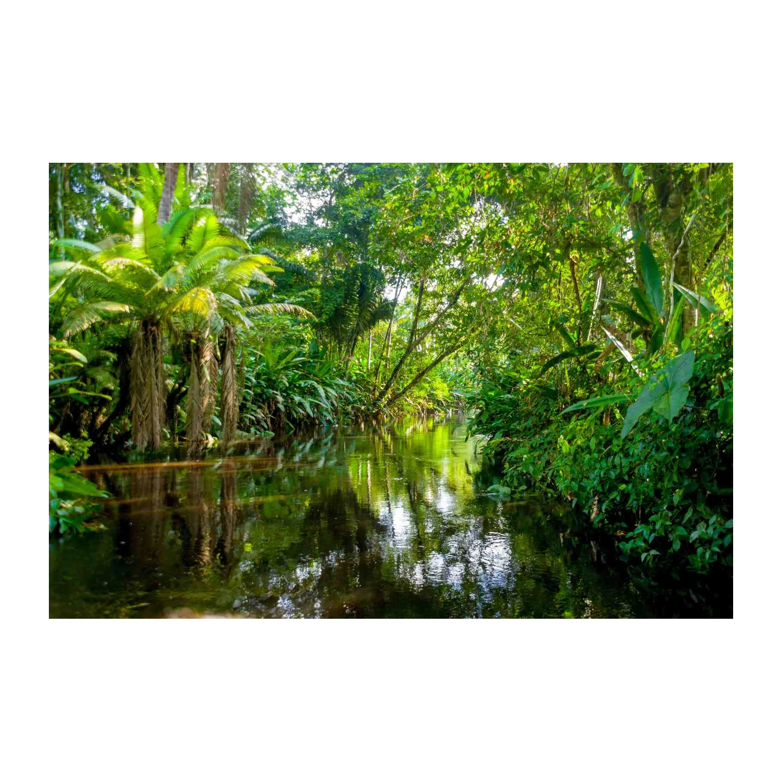 Tranquil Jungle River Lush Greenery Wall Art