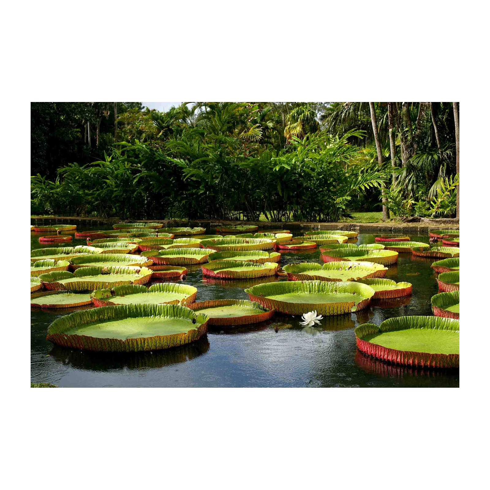 Giant Water Lily Serenity Wall Art