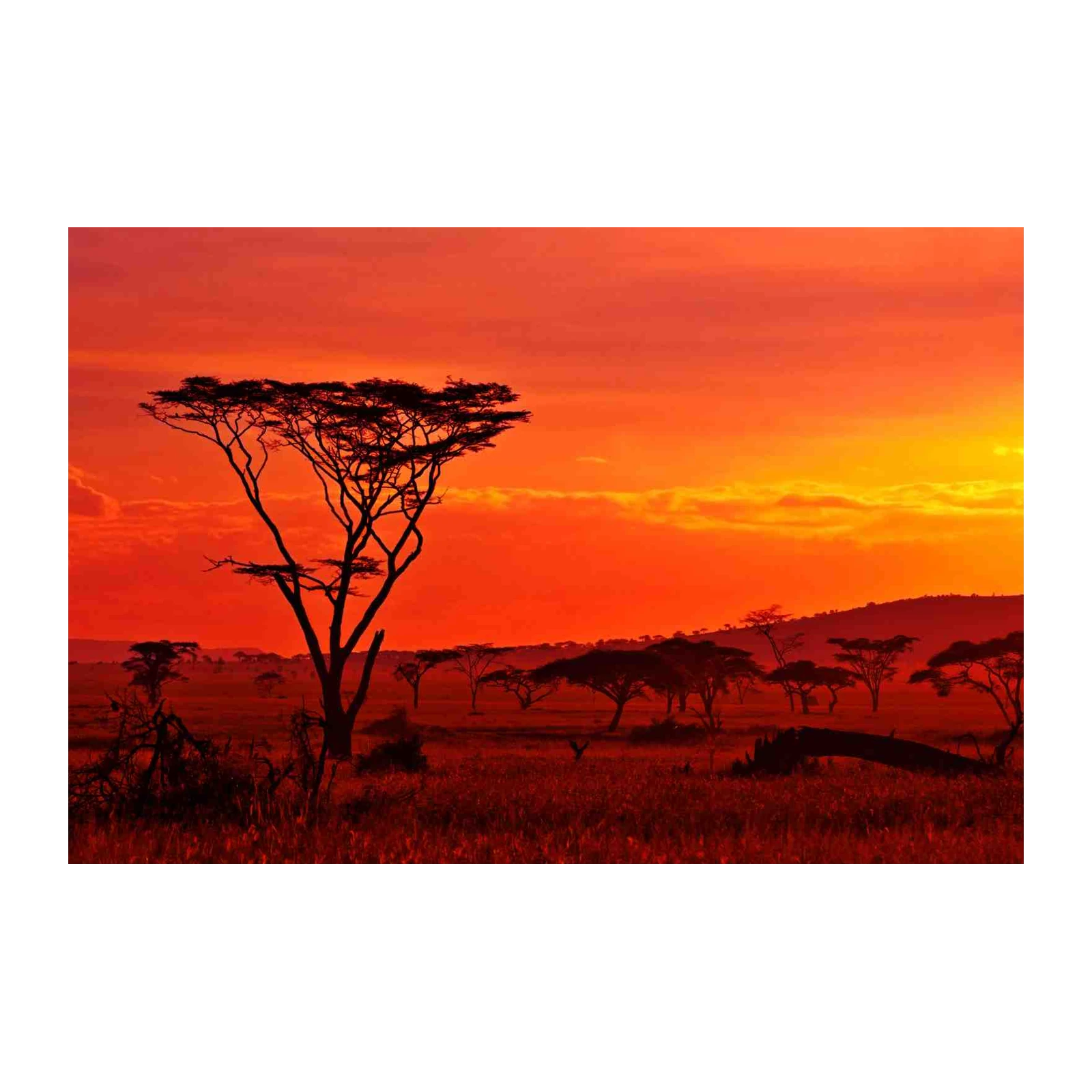 African Sunset Silhouette Tree Wall Art