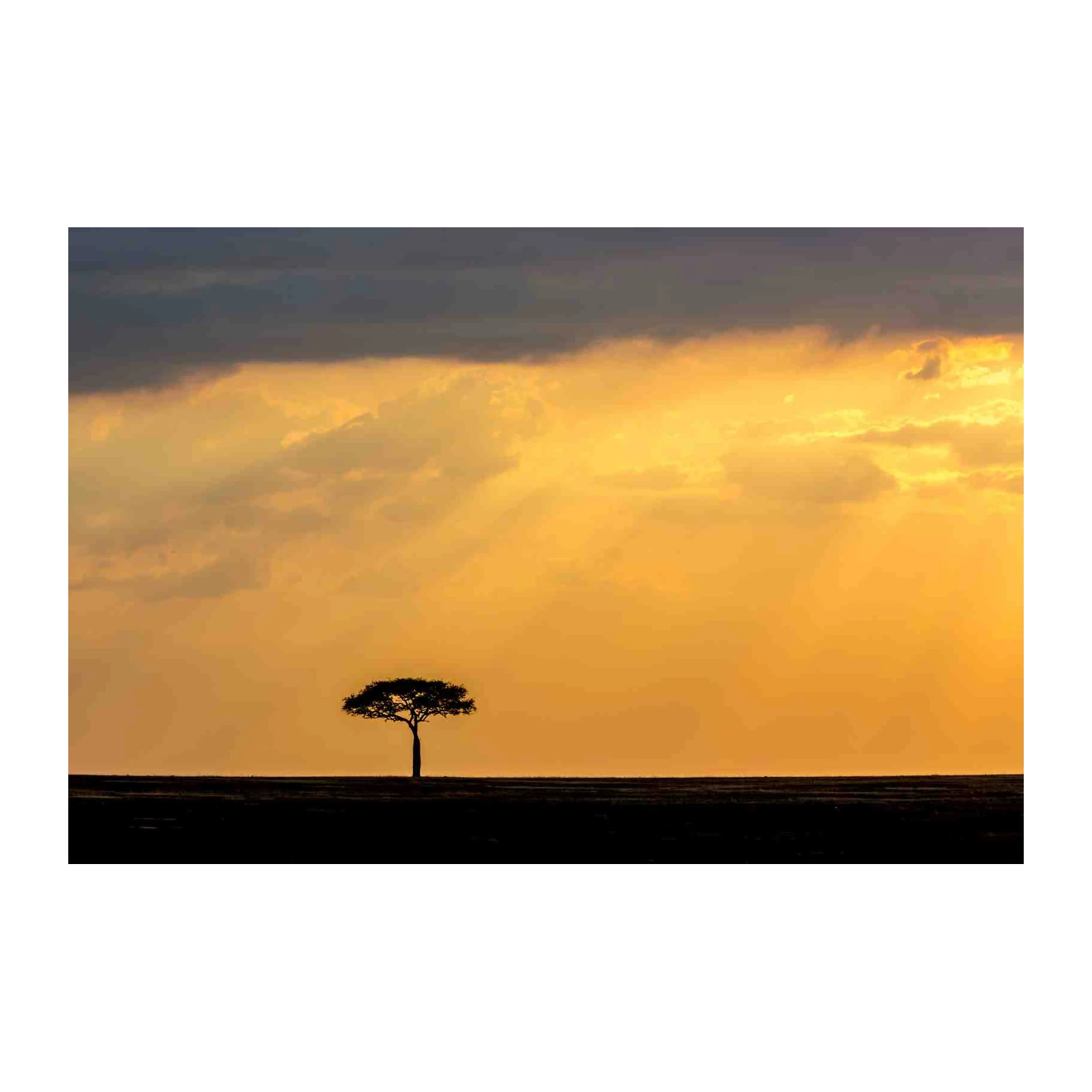 Serene Acacia Sunset African Plains Wall Art