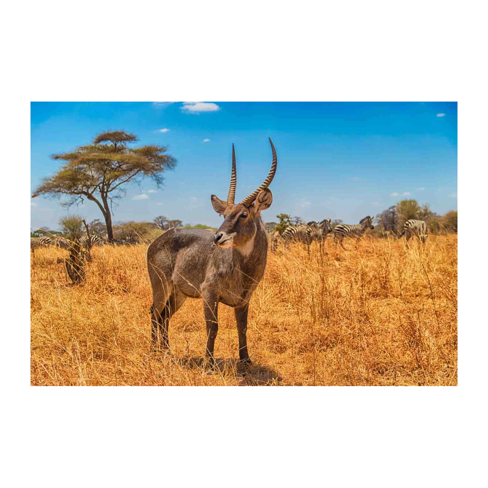 Majestic Waterbuck & Zebras Safari Wall Art