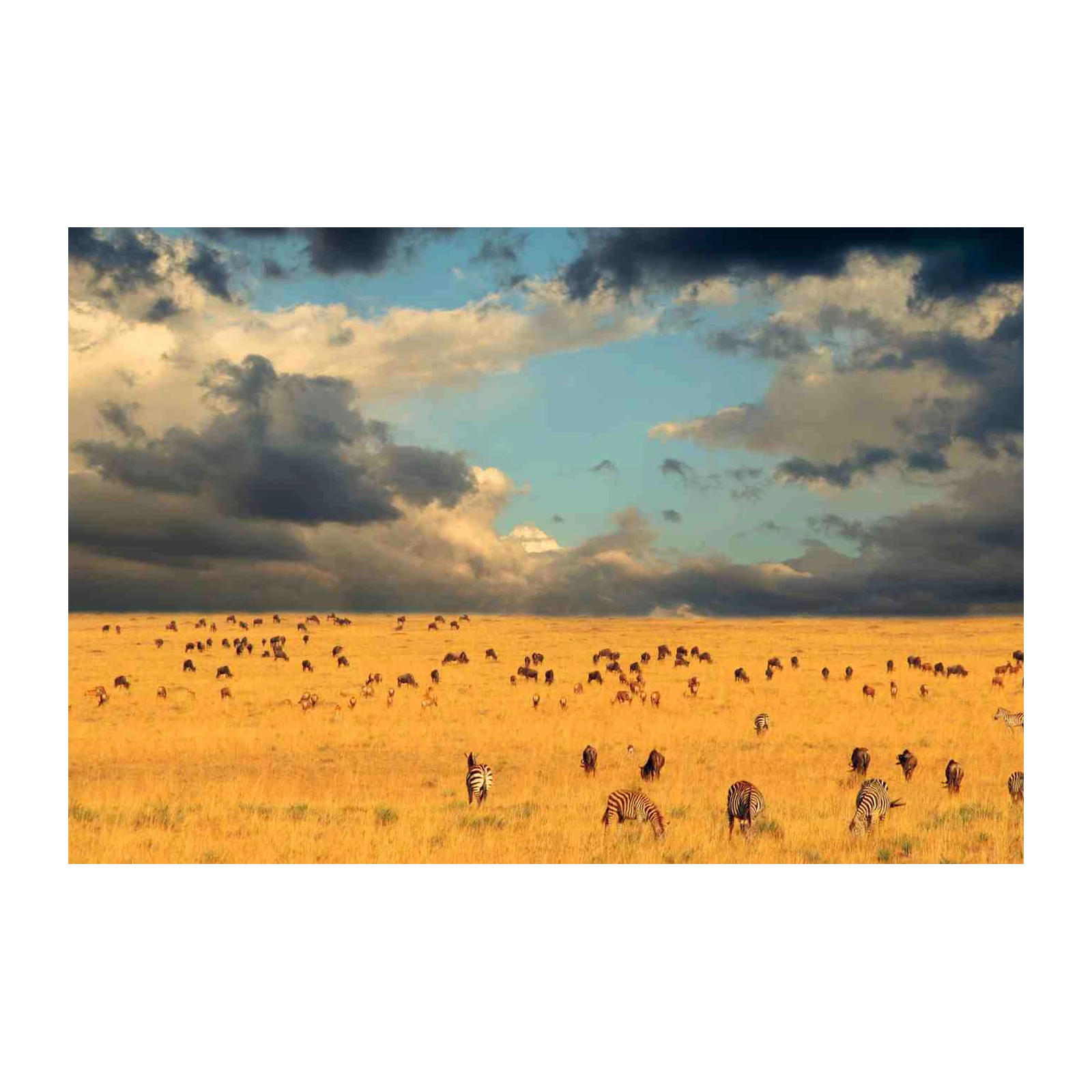 Zebras & Wildebeest Safari Landscape Wall Art