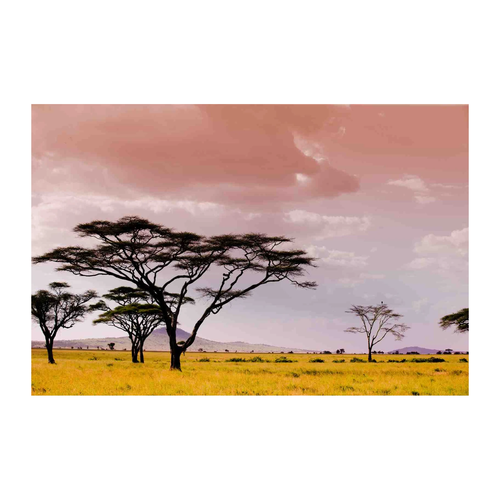 Serene Savannah Landscape African Acacia Trees Wall Art