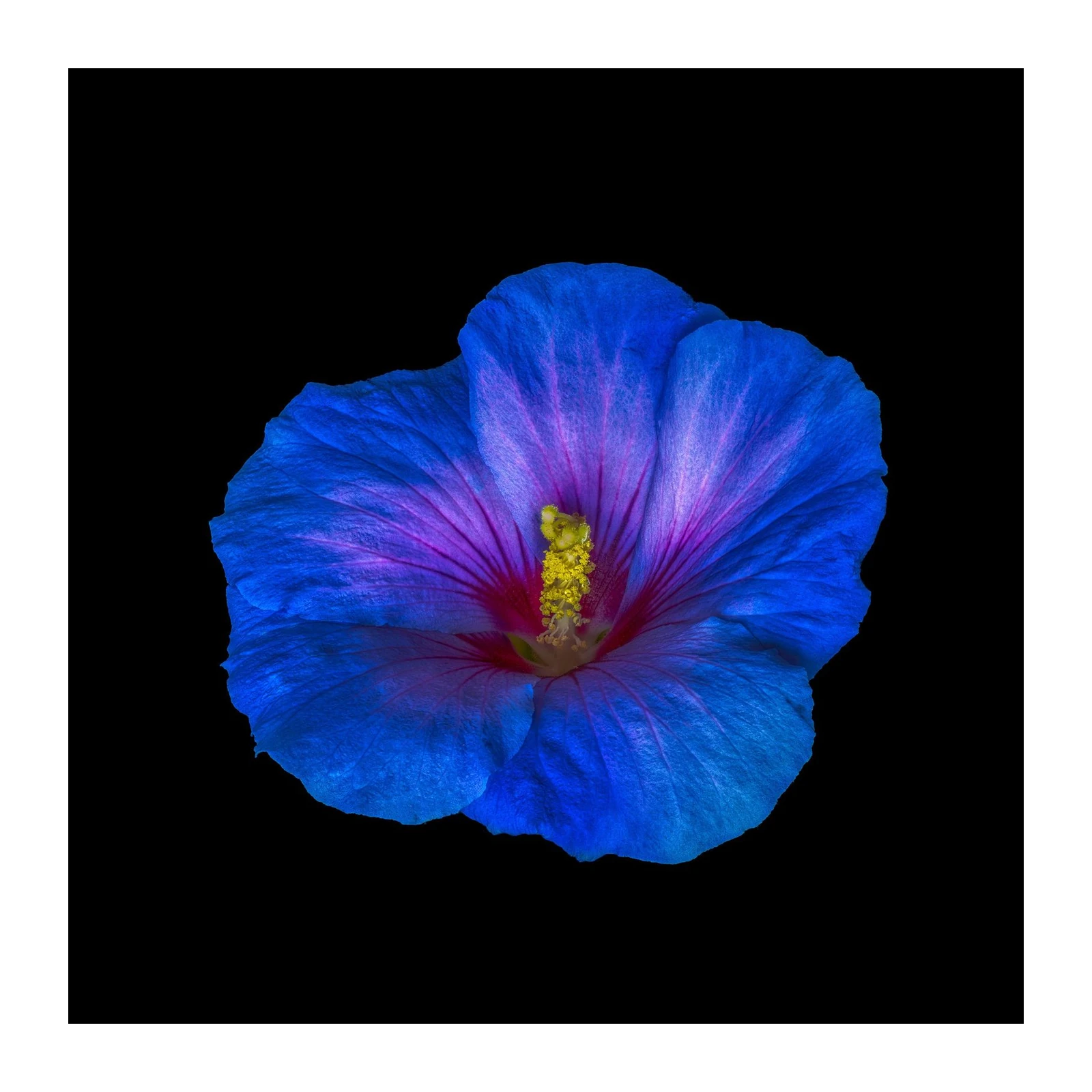 Vibrant Blue Hibiscus Floral Wall Art