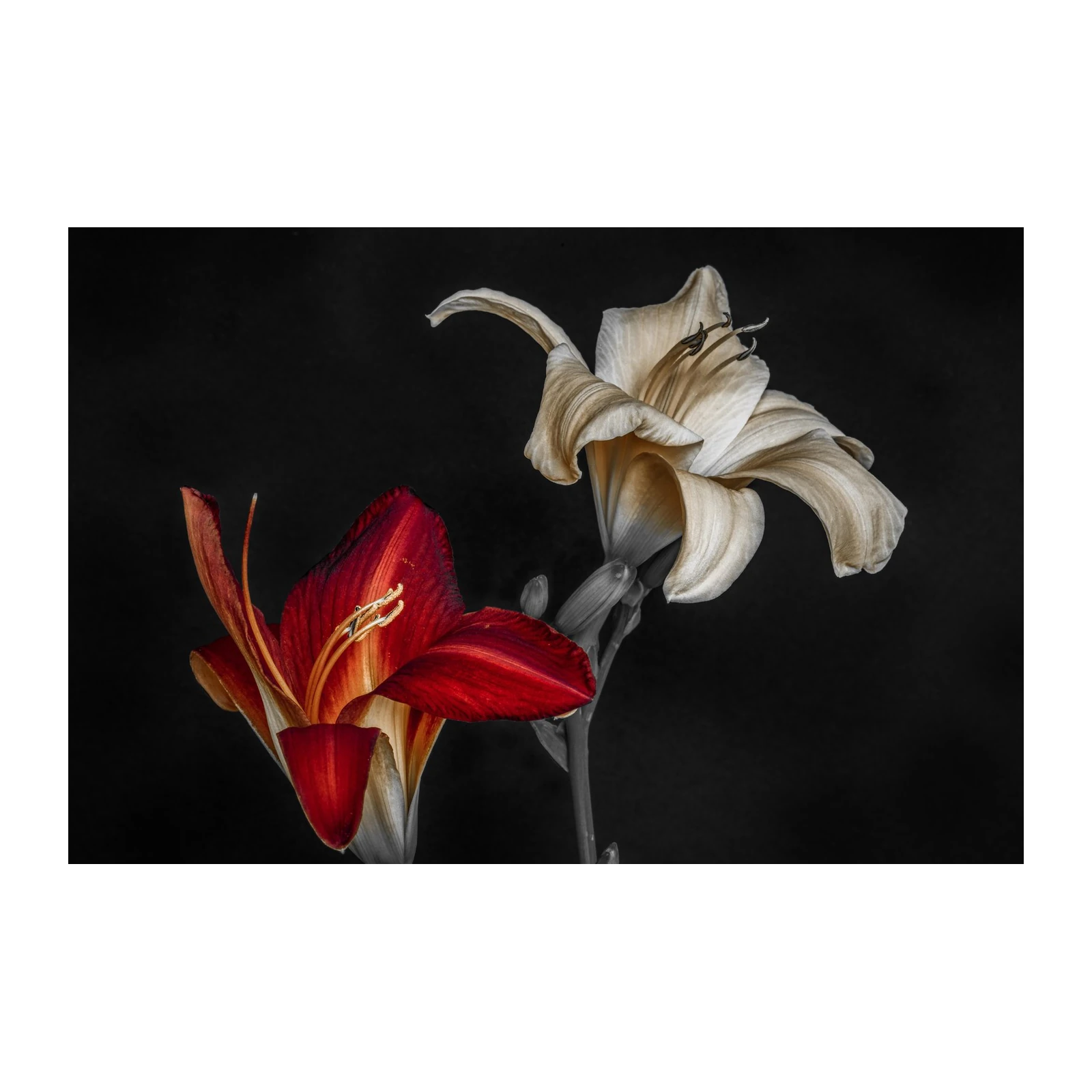 Crimson & Cream Lily Duo Wall Art