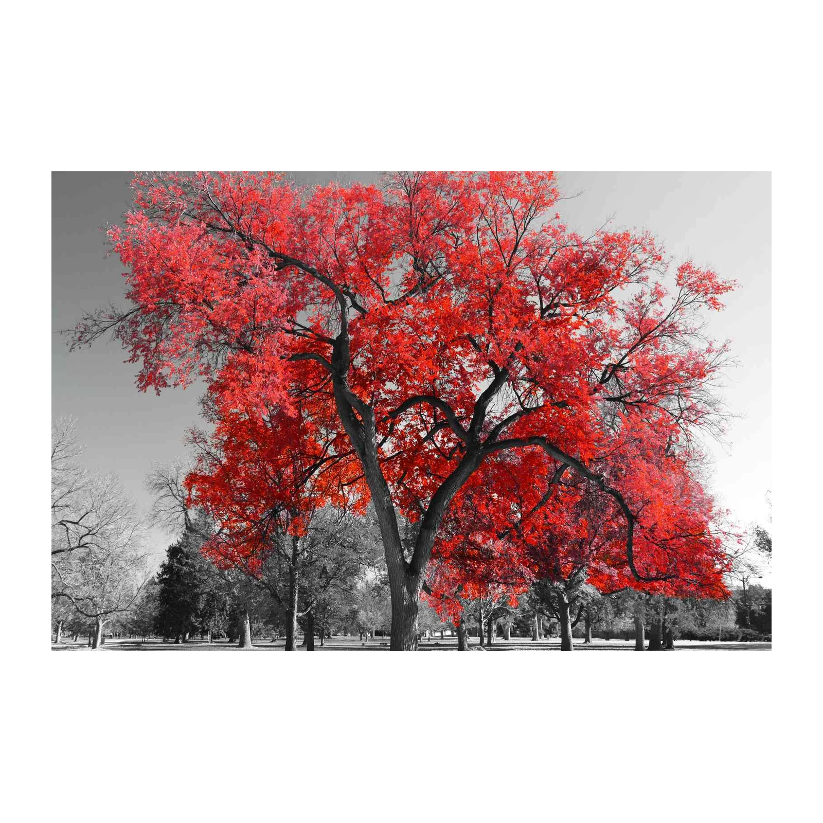 Vibrant Red Maple Autumn Tree Wall Art