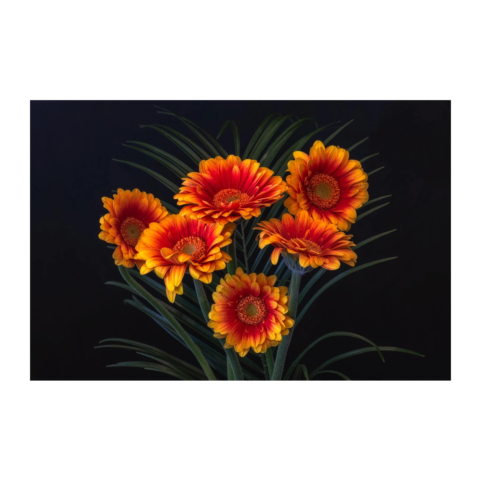 Vibrant Orange Gerbera Daisy Bouquet Wall Art