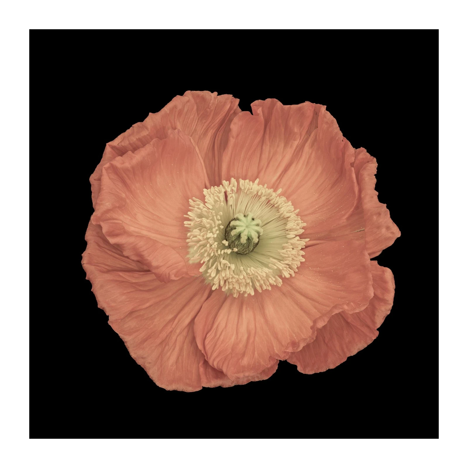 Elegant Coral Poppy Blossom Wall Art