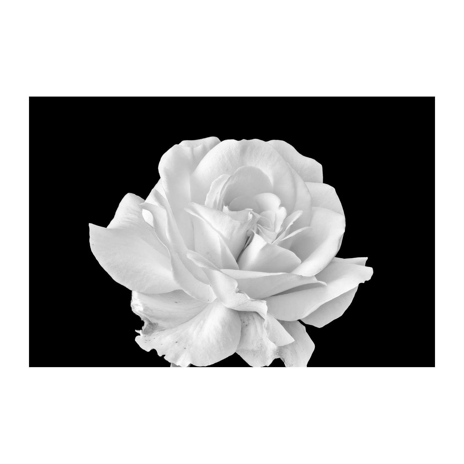 Elegant White Rose Macro Wall Art Art