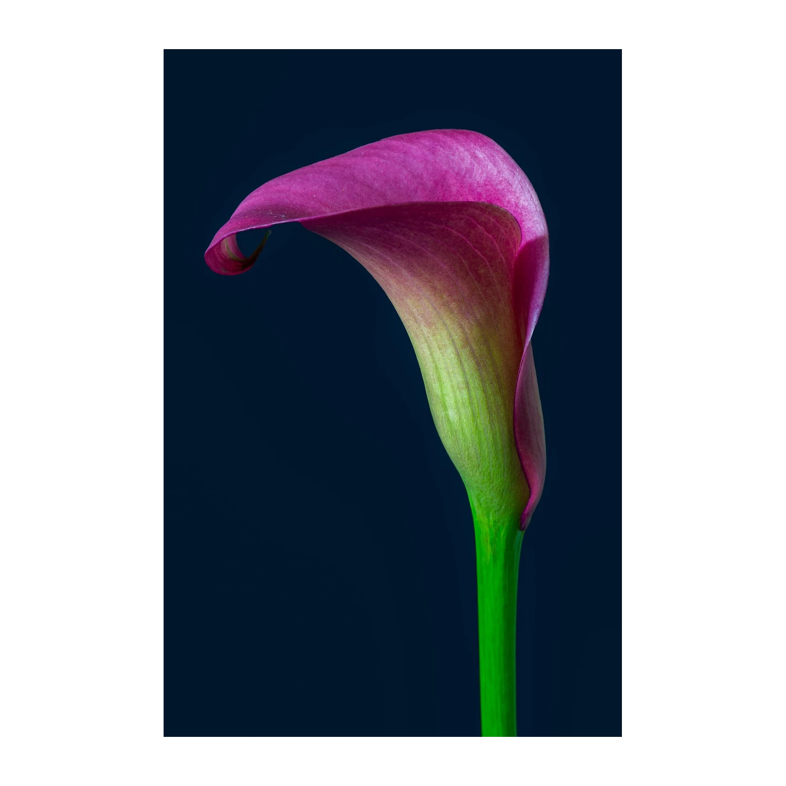 Elegant Fuchsia Calla Lily Wall Art
