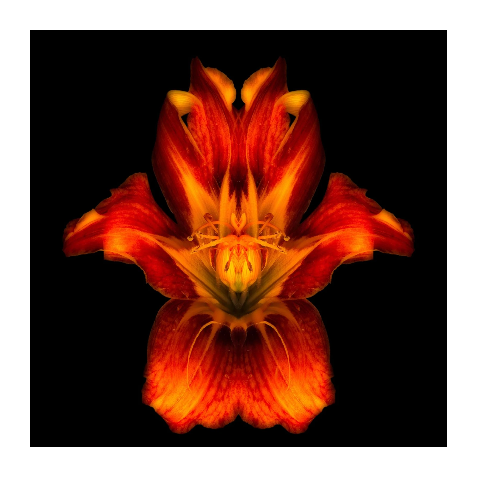 Vibrant Fire Lily Close-up Wall Art