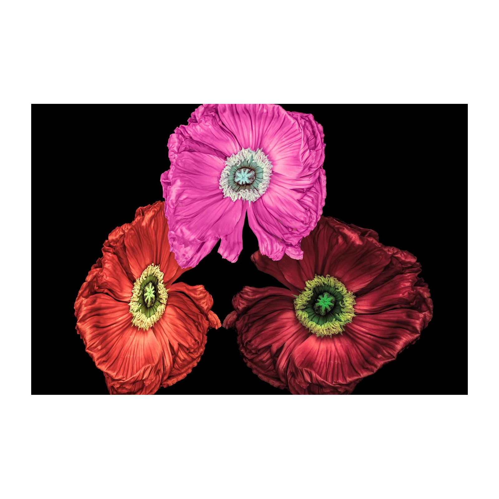 Vibrant Poppies Art Wall Art