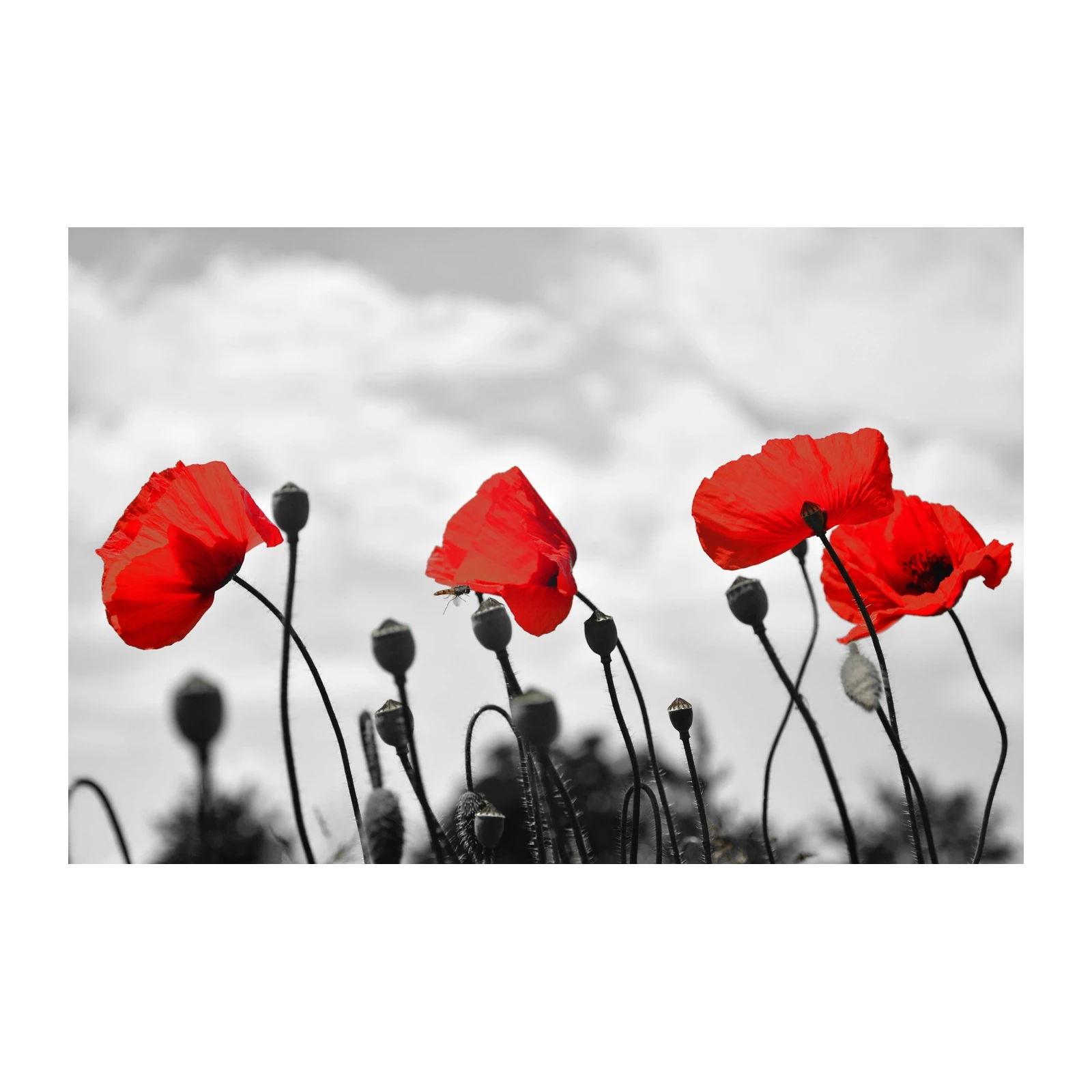Vibrant Red Poppies Field Wall Art