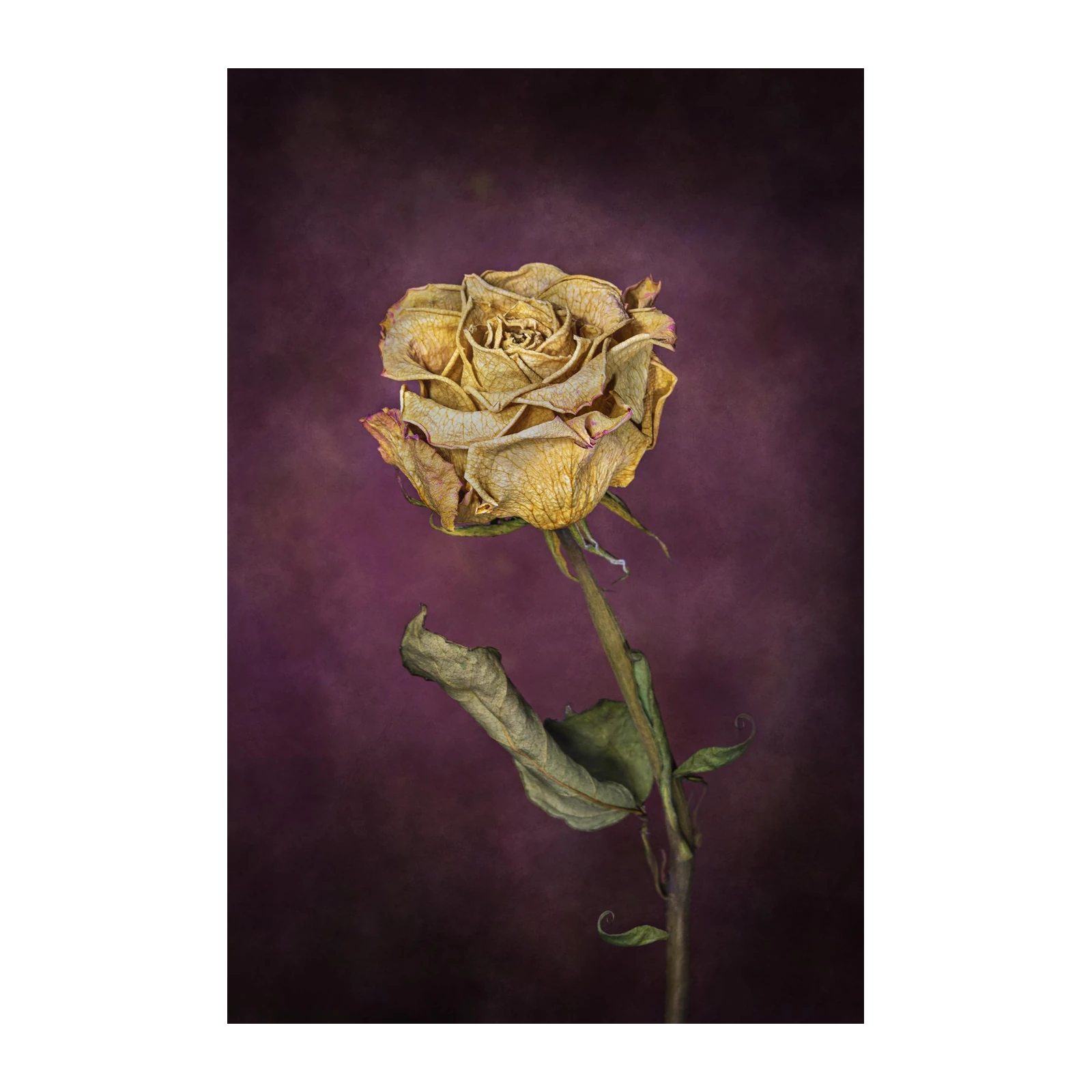 Golden Dried Rose Wall Art Wall Art