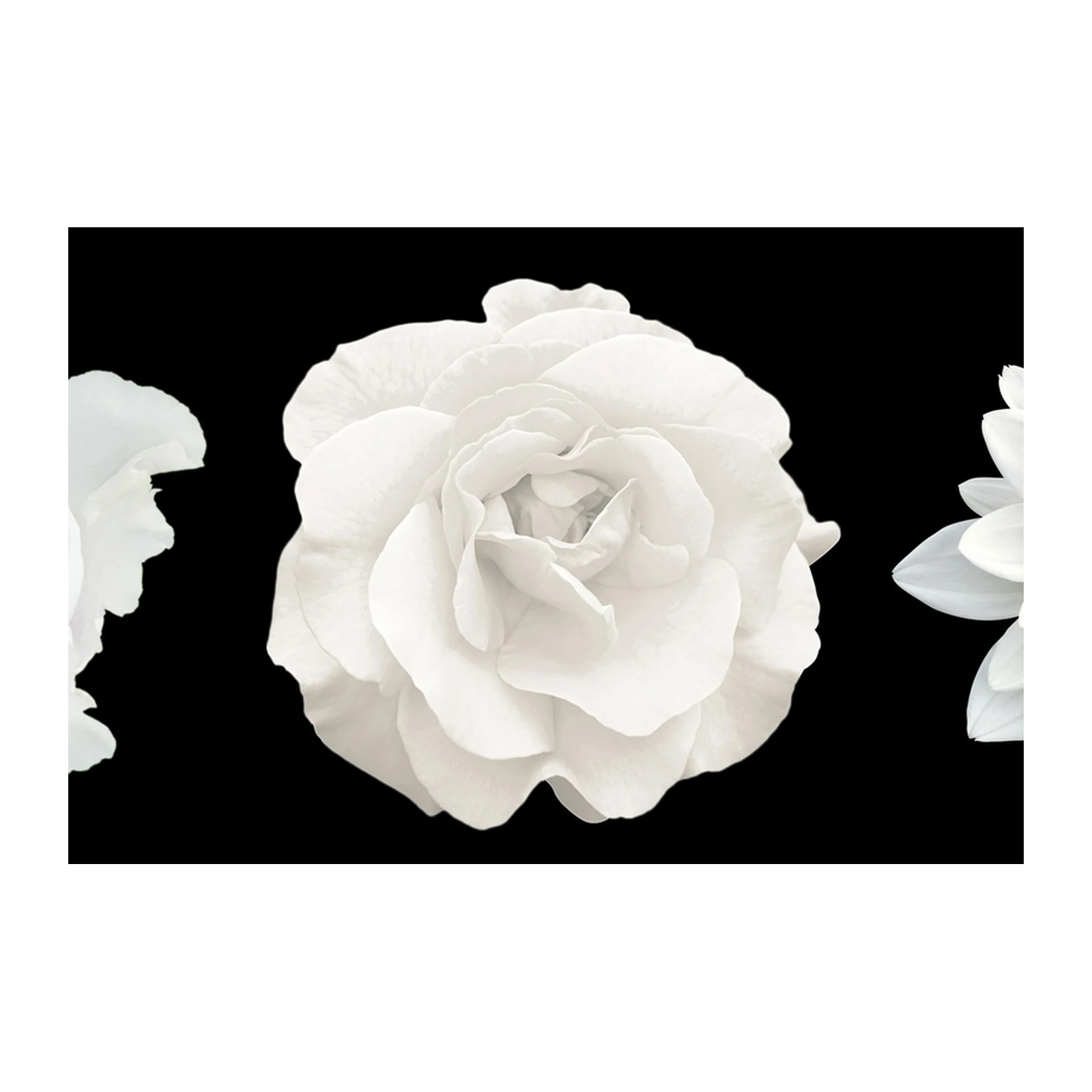 Elegant White Floral Trio Wall Art