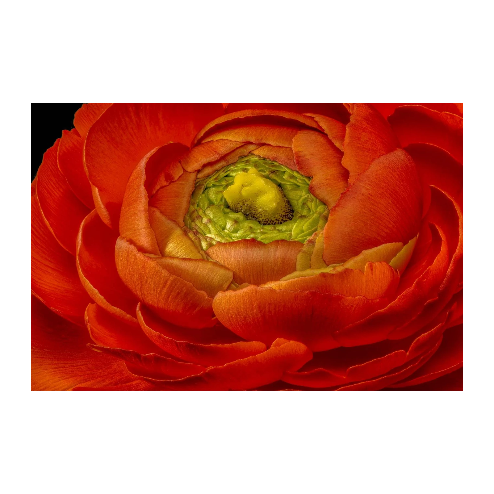 Vibrant Orange Ranunculus Bloom Wall Art