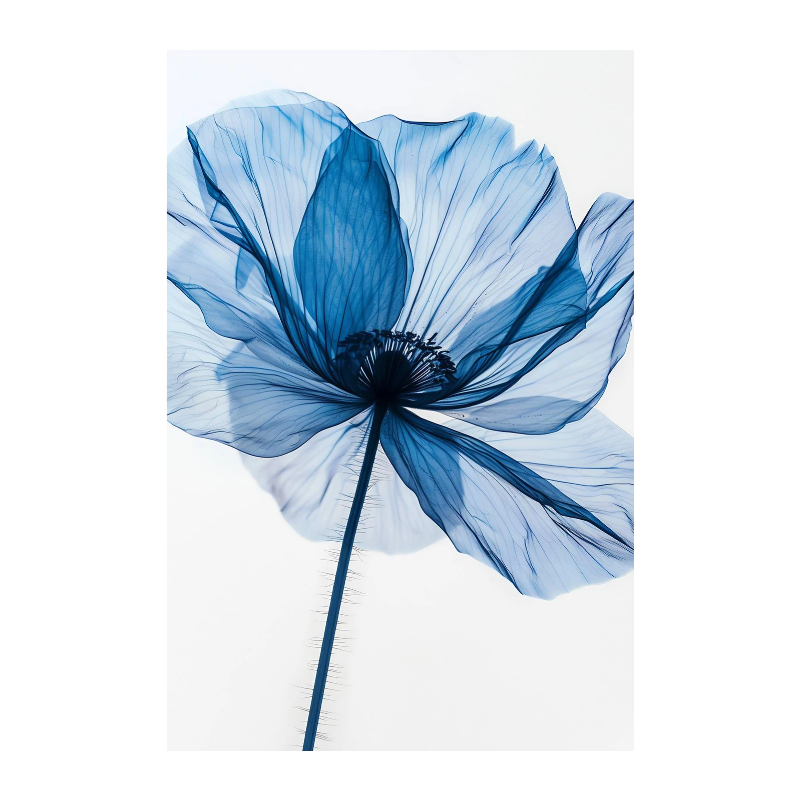 Elegant Blue Poppy X-Ray Wall Art Art