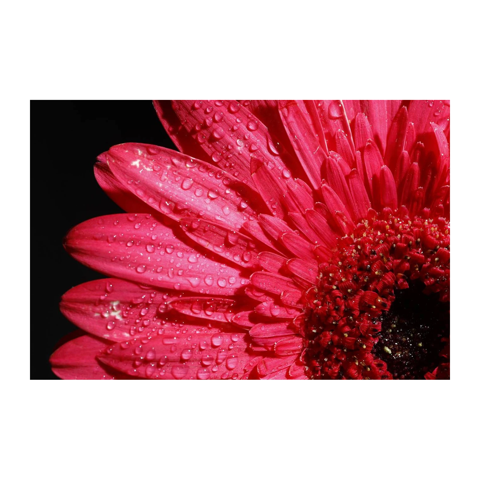 Vibrant Pink Gerbera Daisy Water Droplets Wall Art