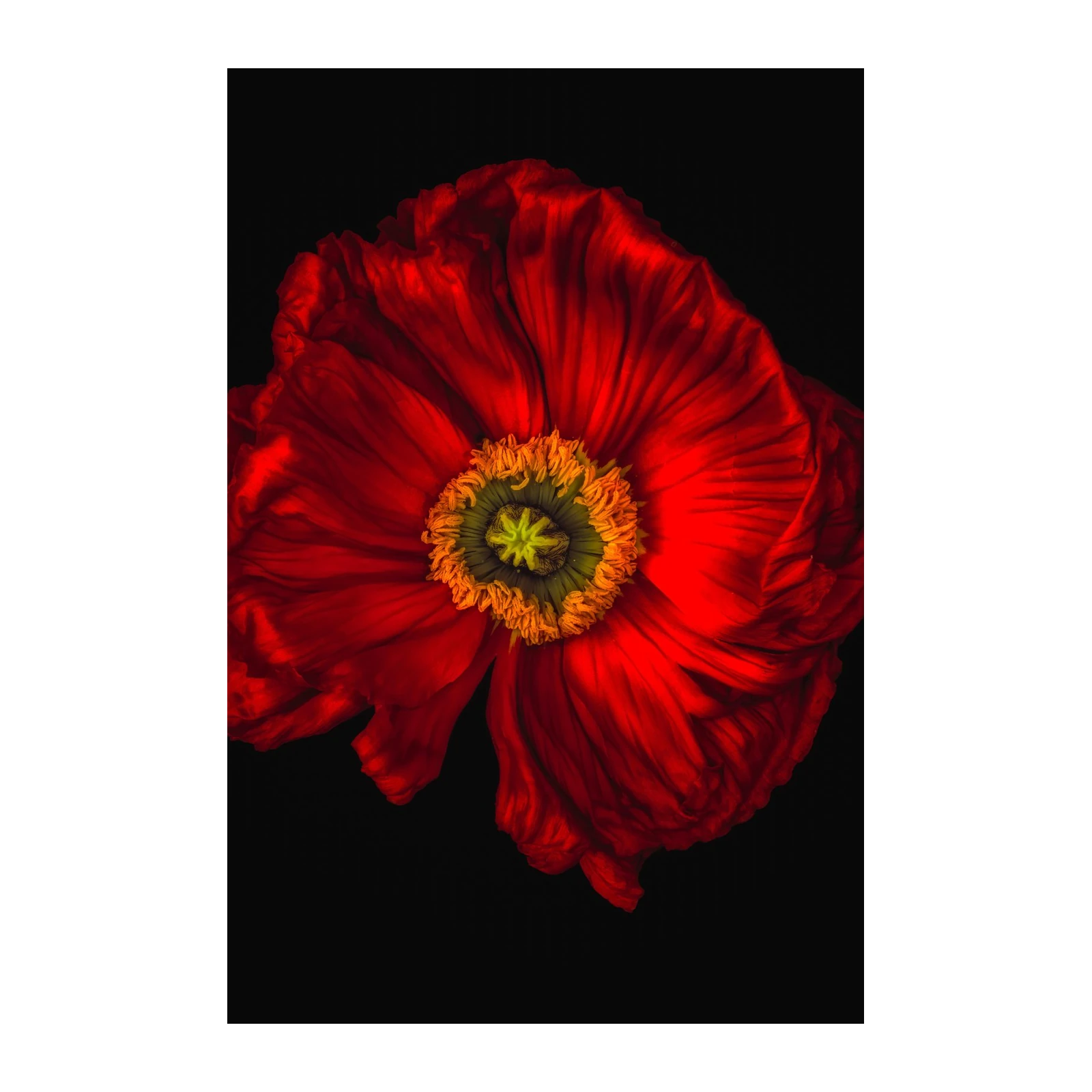 Vibrant Red Poppy Close-Up Wall Art