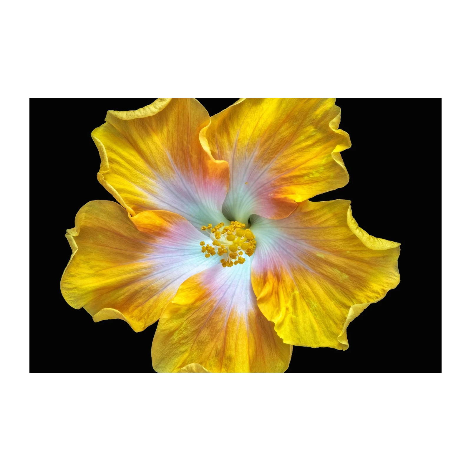 Vibrant Yellow Hibiscus Flower Wall Art - Tropical Wall Art