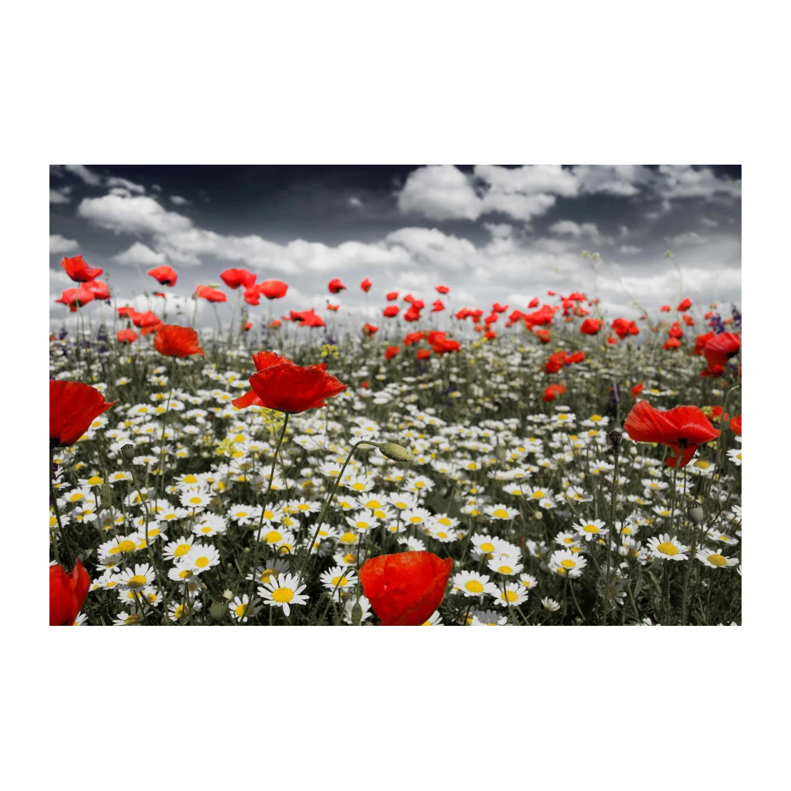 Vibrant Poppy Field Landscape Wall Art