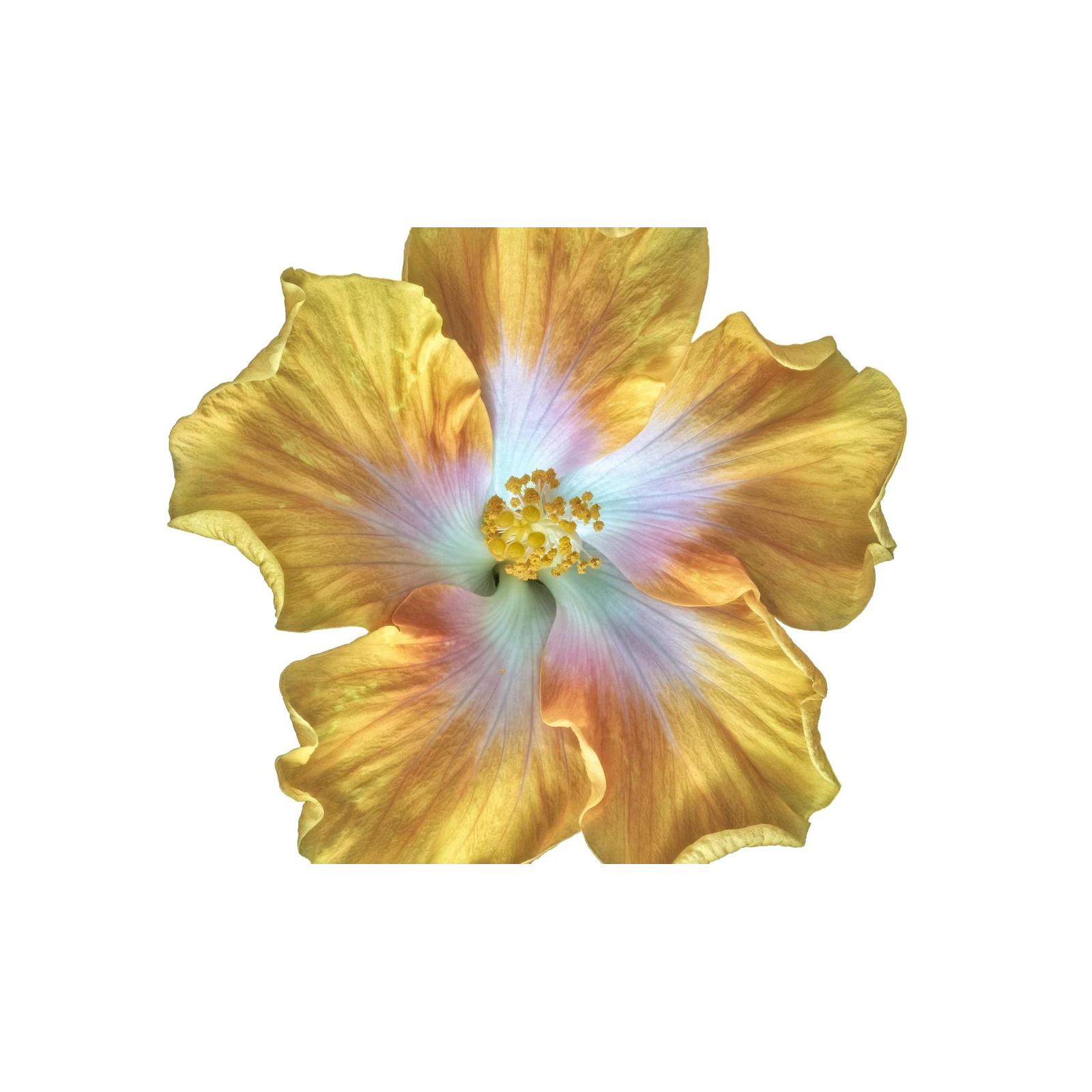 Golden Hibiscus Bloom Wall Art