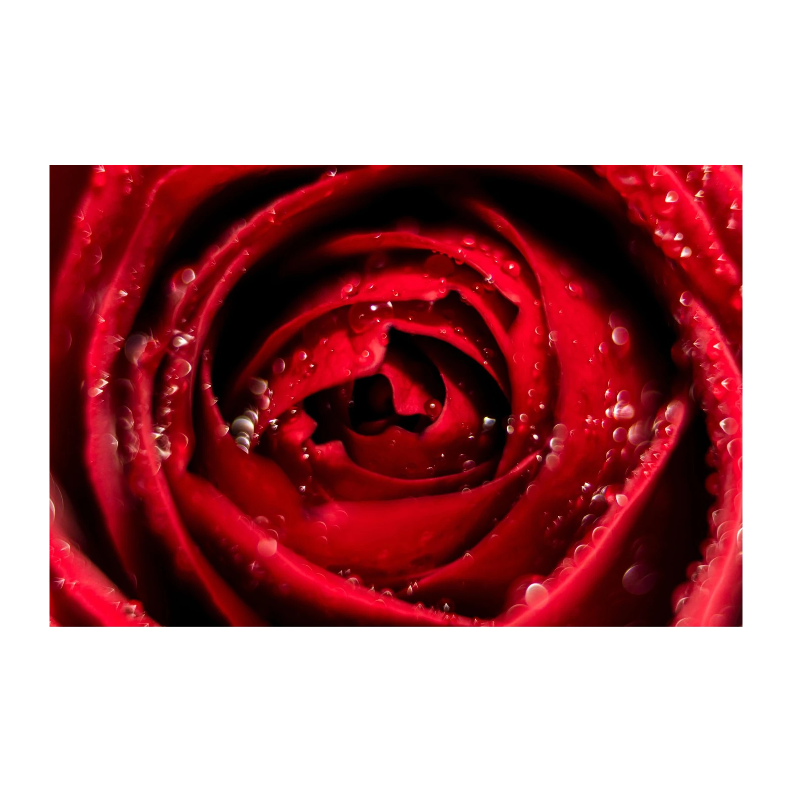 Vibrant Red Rose Dewdrop Macro Wall Art