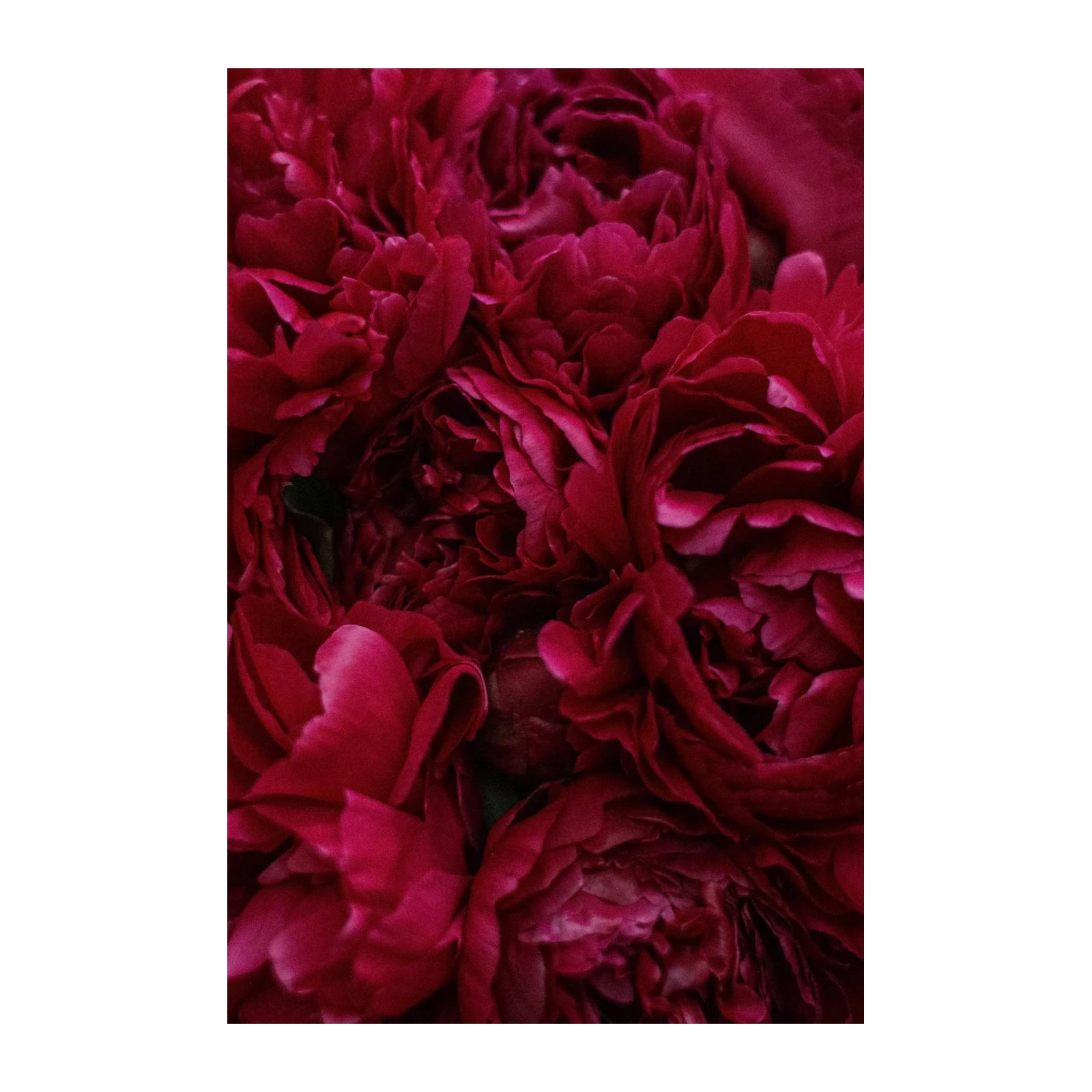 Deep Burgundy Peony Botanical Wall Art