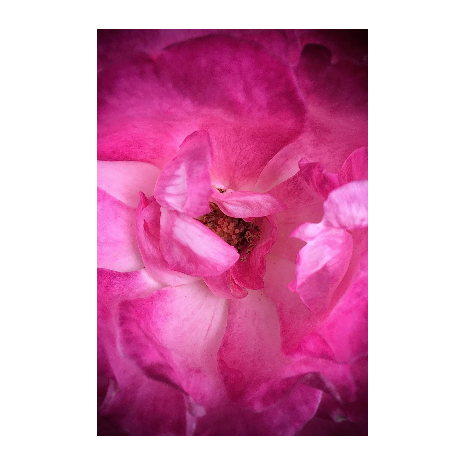 Vibrant Pink Rose Macro Wall Art