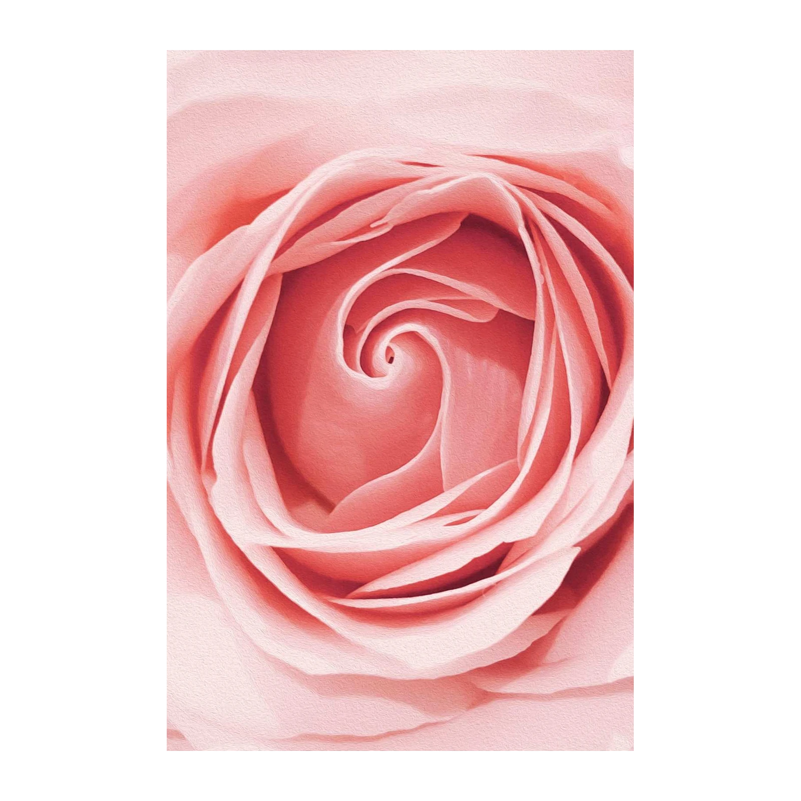 Elegant Pink Rose Macro Art Wall Art