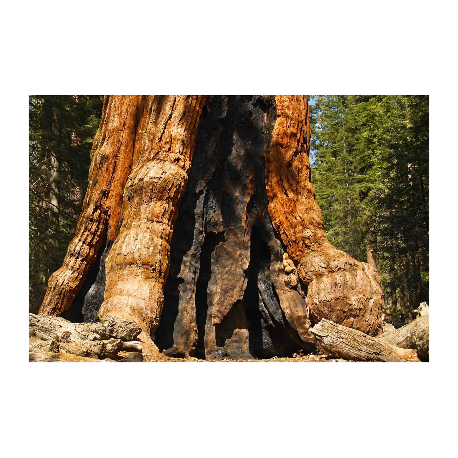 Majestic Redwood Trunk Wall Art - Nature's Resilience