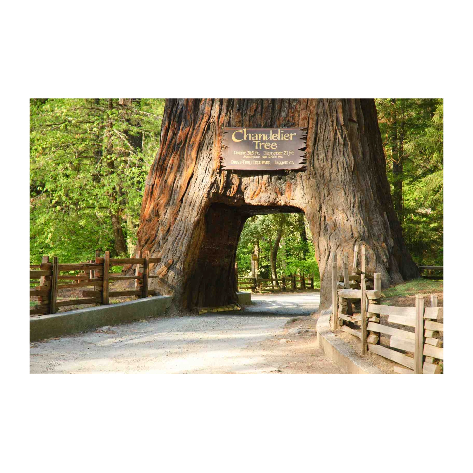Chandelier Tree Redwood Grove Wall Art