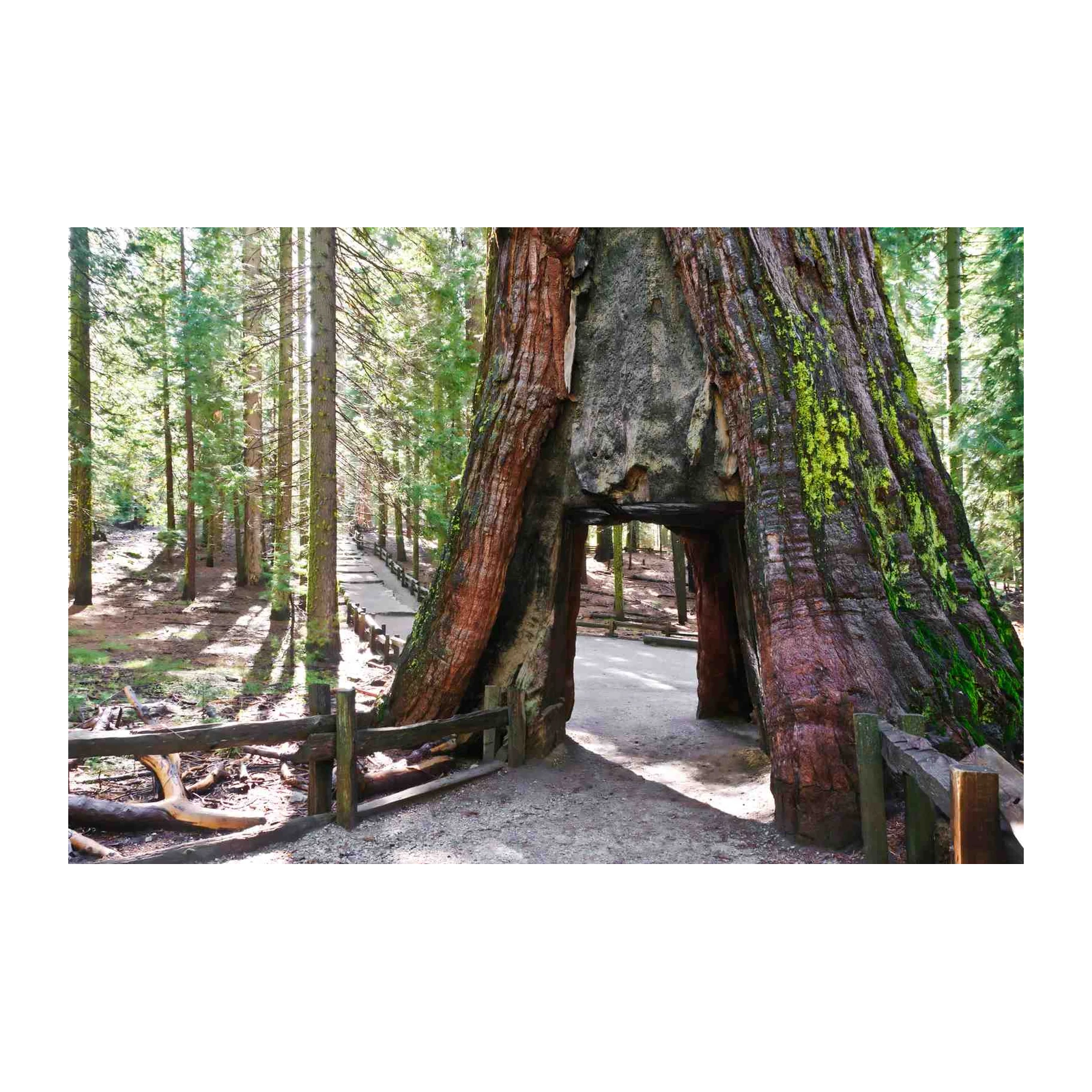 Giant Sequoia Tunnel Nature Wall Art Wall Art