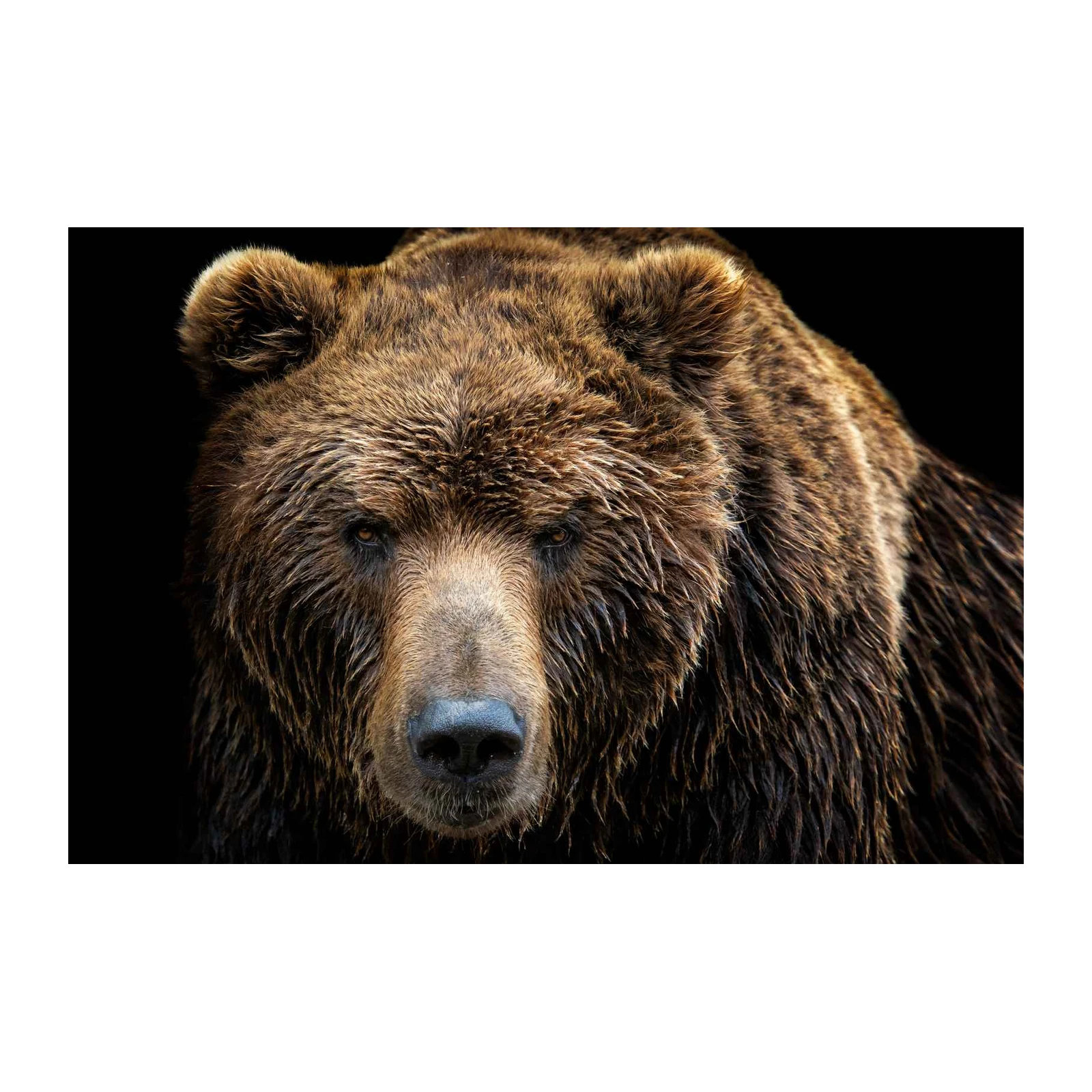 Majestic Brown Bear Portrait Wall Art