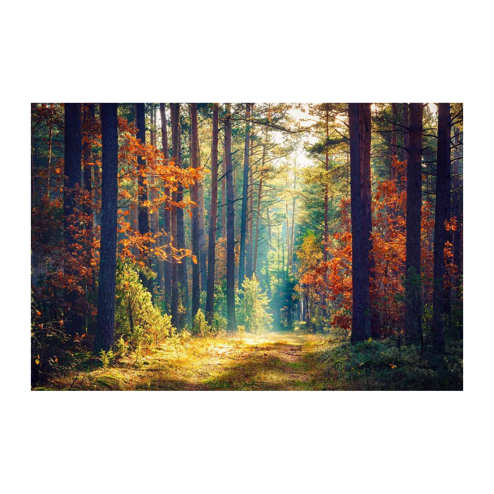 Enchanting Autumn Forest Path Wall Art