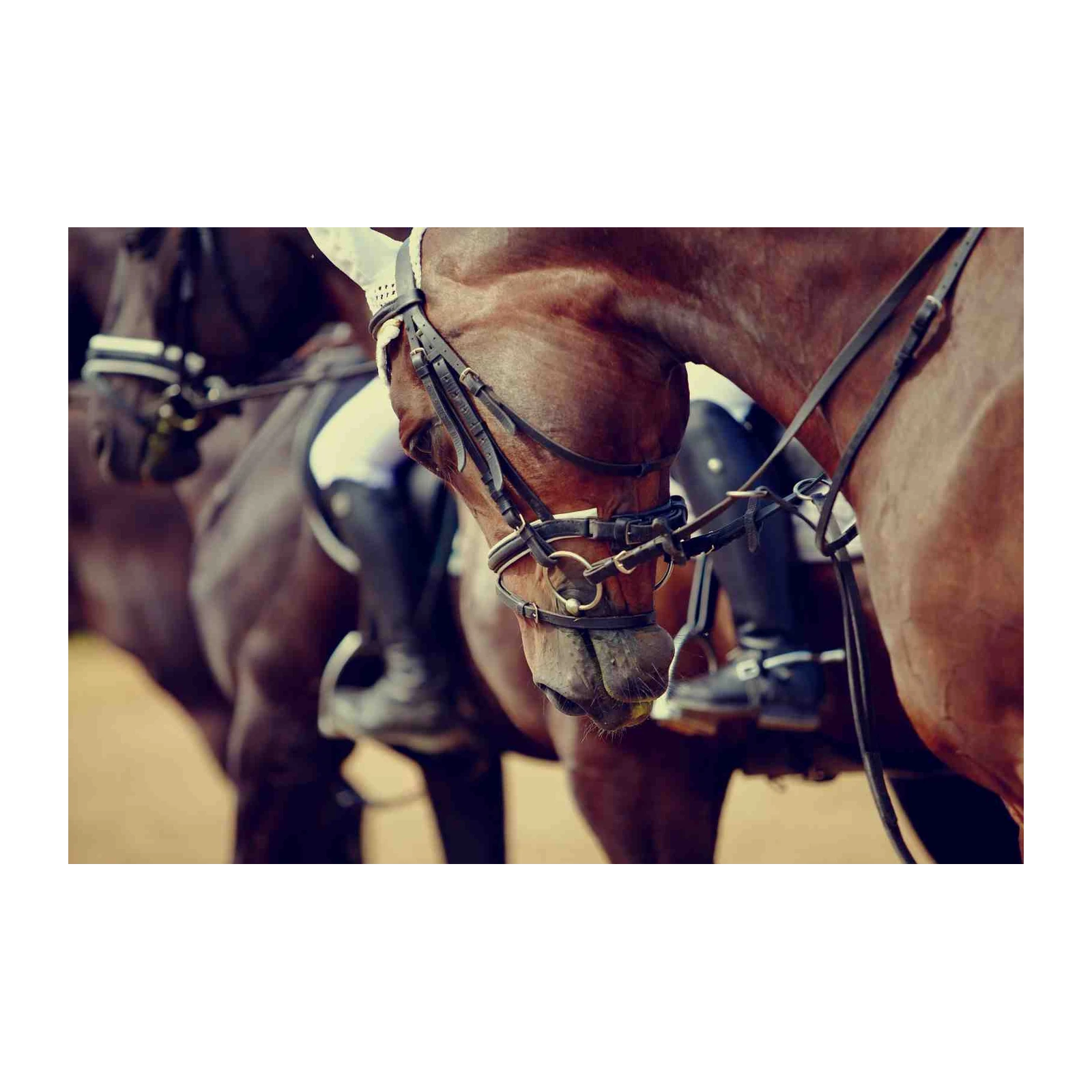 Equestrian Elegance Horse Riding Wall Art