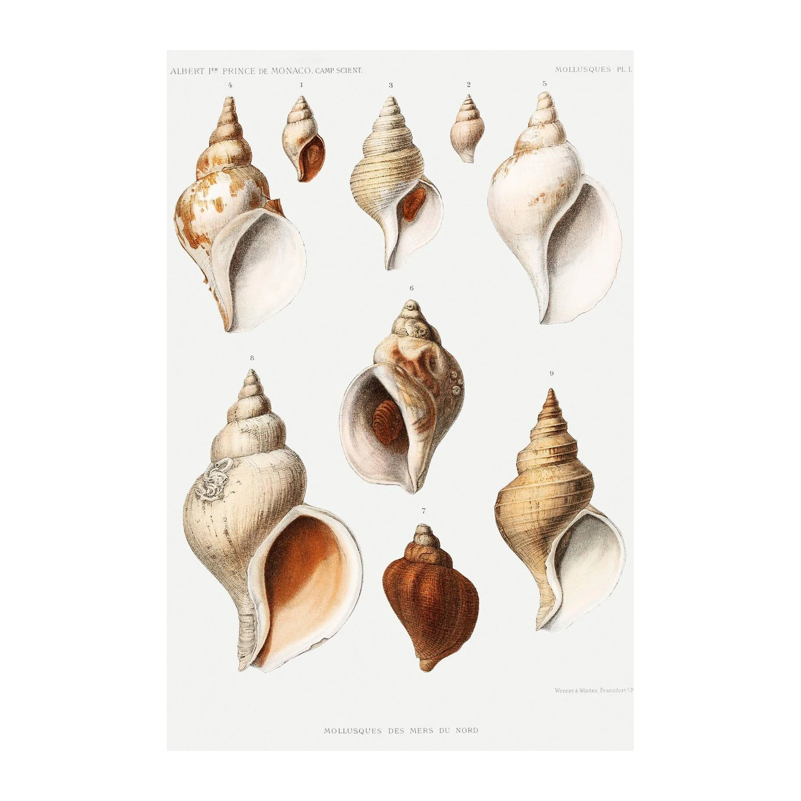 Vintage Seashell Anatomy Wall Art