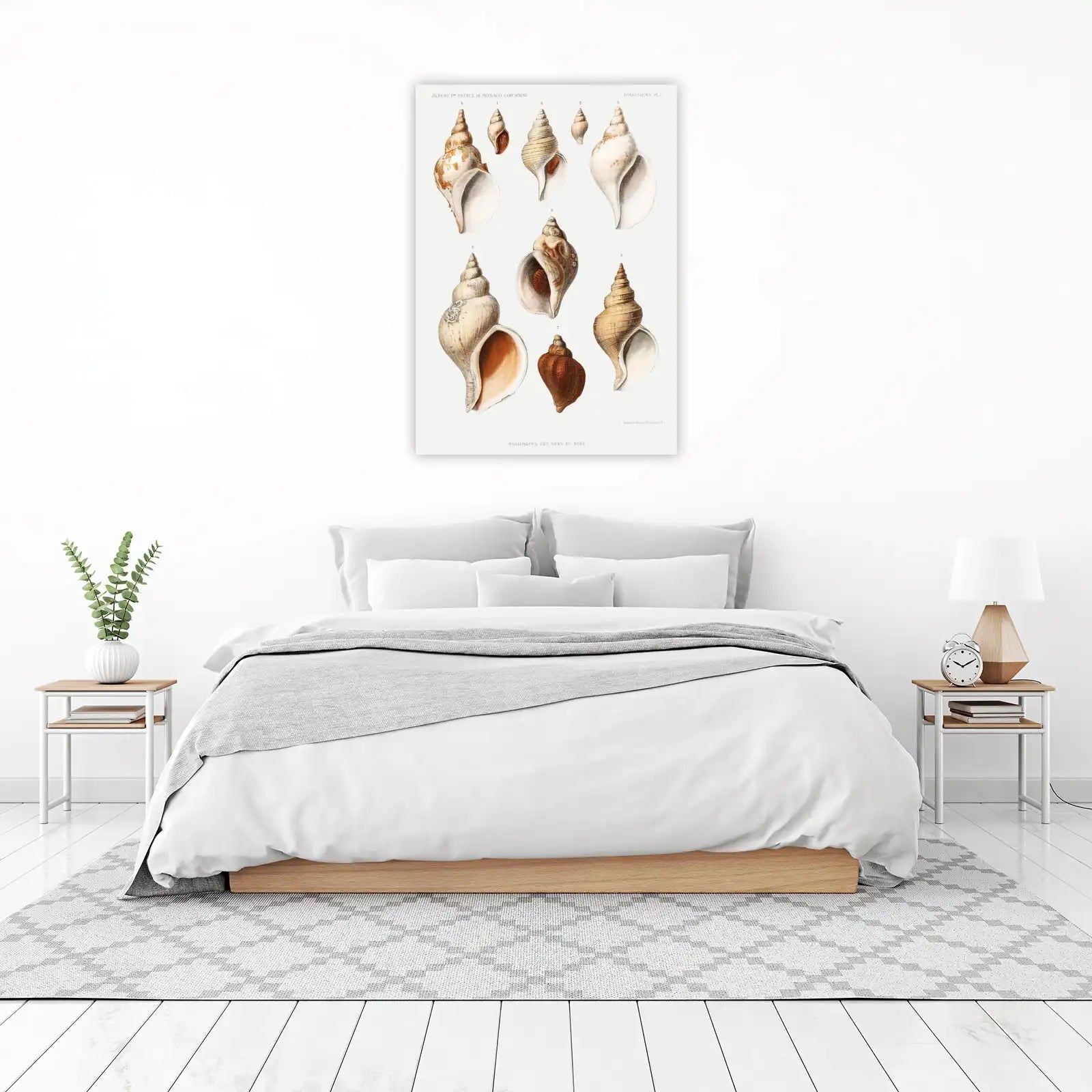 Vintage Seashell Anatomy Wall Art