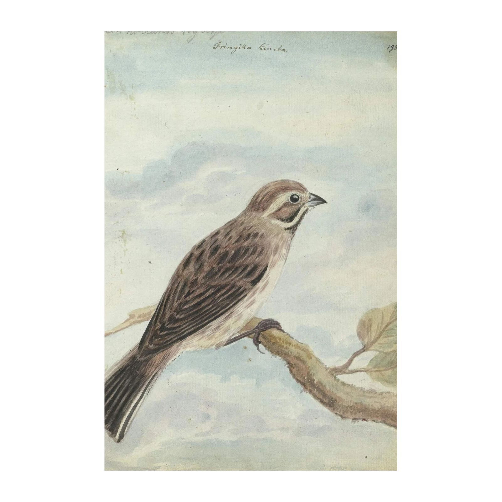 Vintage Bird Art: Rustic Finch Wall Art