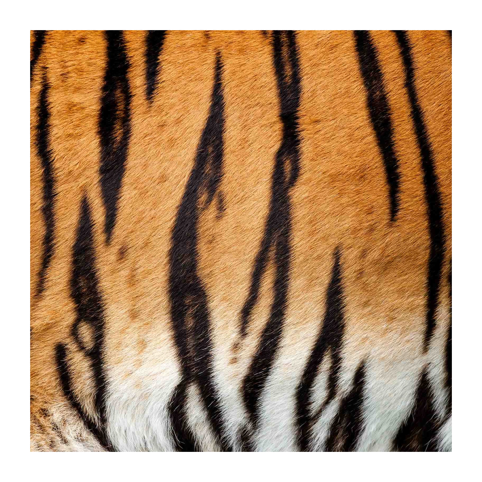 Wild Tiger Stripes Wall Art