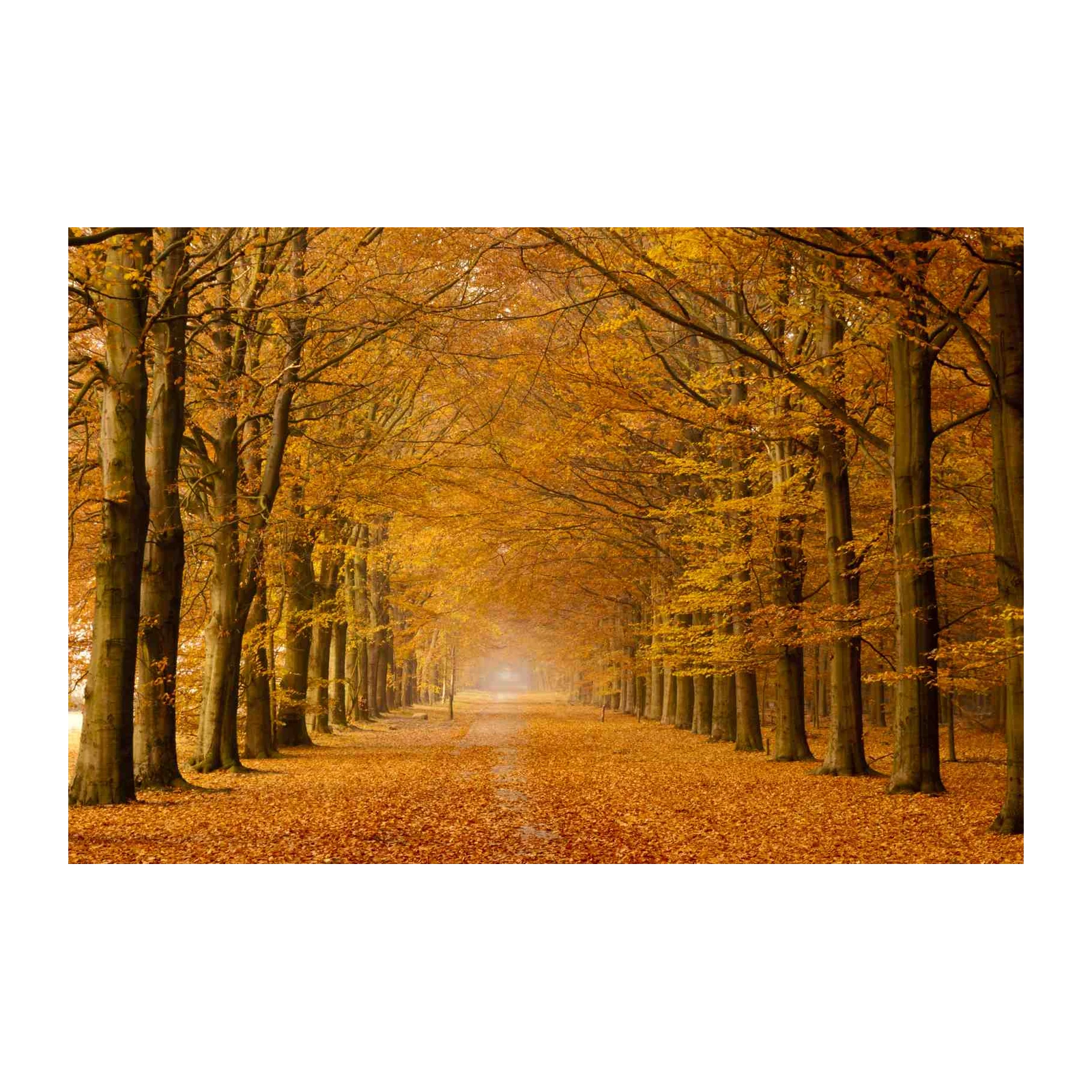 Autumn Forest Path Wall Art | Nature Wall Art