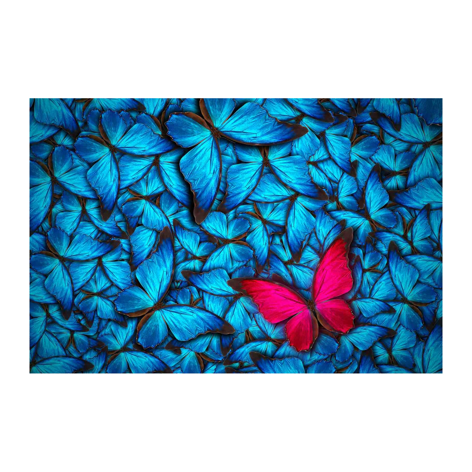 Vibrant Pink Butterfly on Blue Morpho Wall Art