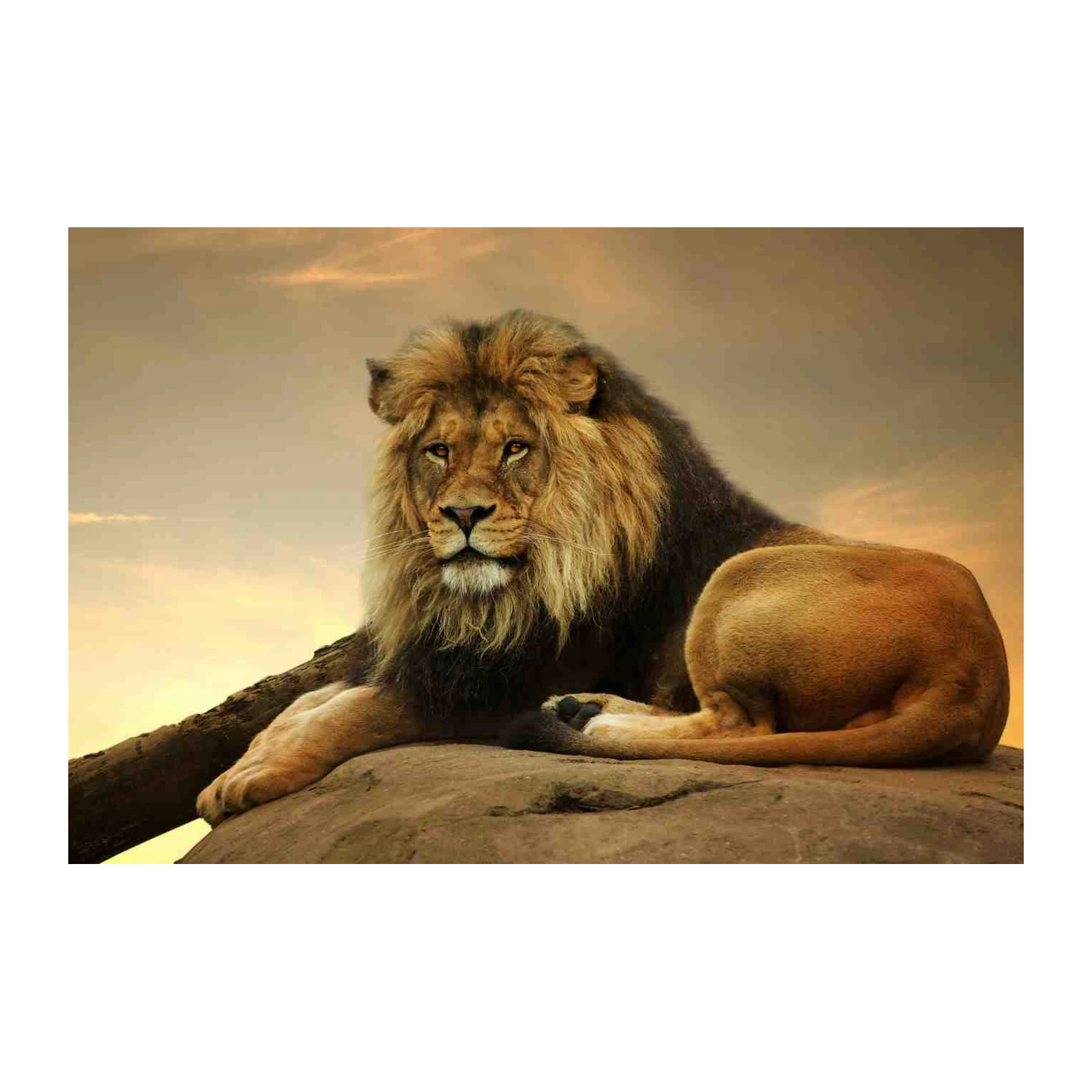 Majestic Lion on Rock Wall Art